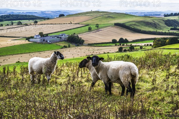 Sheeps, Scotish fields and farms, Southeast Scotland, UK