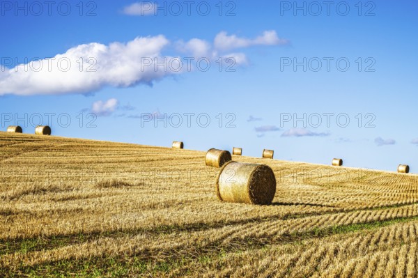 Straw bales in the Scottish fields, Southeast Scotland, UK