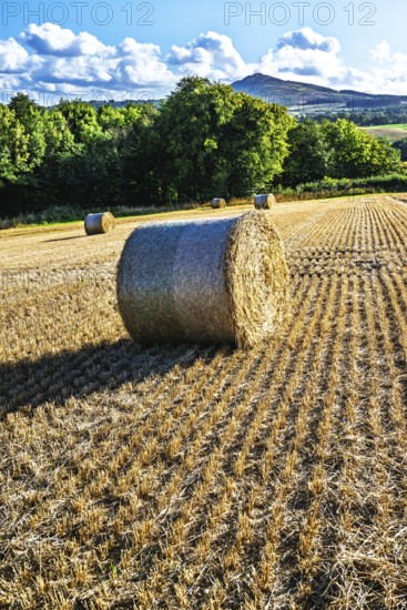 Straw bales in the Scottish fields, Southeast Scotland, UK