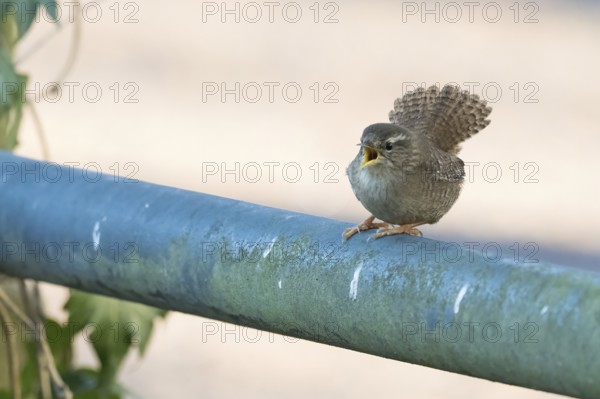 A wren (Troglodytes troglodytes) sits on a railing and sings, Hesse, Germany