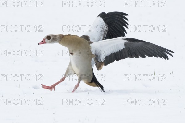 Egyptian goose (Alopochen aegyptiacus) landing with outstretched wings on snow-covered ground, Hesse, Germany