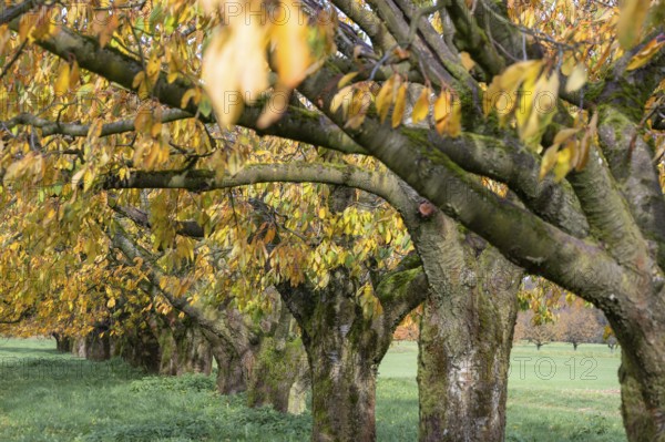 Old cherry trees (Prunus avium) of a plantation in autumn colour, Karsberg, Upper Franconia, Bavaria, Germany