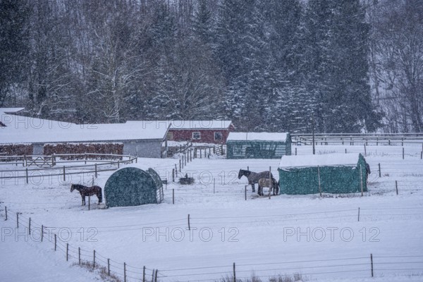 Horses in a paddock, snowy in winter, snowfall, in Elfringhauser Switzerland, near Sprockhövel, North Rhine-Westphalia, Germany
