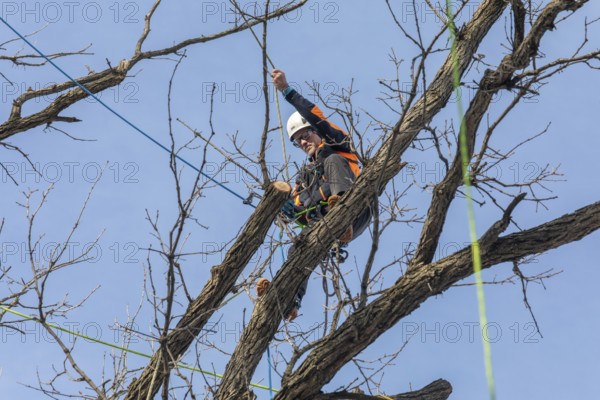 Detroit, Michigan - Members of the Detroit Arborist Collective trim dead branches from a burr oak tree. They also checked for the presence of oak wilt disease