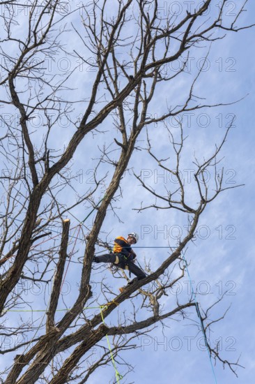 Detroit, Michigan - Members of the Detroit Arborist Collective trim dead branches from a burr oak tree. They also checked for the presence of oak wilt disease