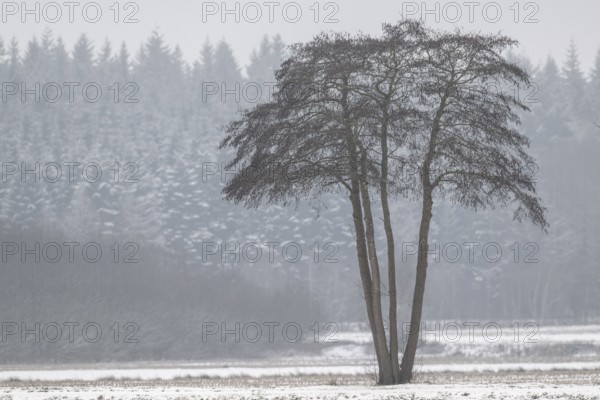 Black alder (Alnus glutinosa) in a snowy, foggy landscape, Emsland, Lower Saxony, Germany