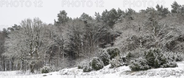 Forest edge with English oaks (Quercus robur) and pines (Pinus sylvestris) in the snow, Emsland, Lower Saxony, Germany