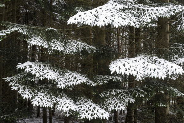 Snow-covered spruce (Picea abies), Emsland, Lower Saxony, Germany