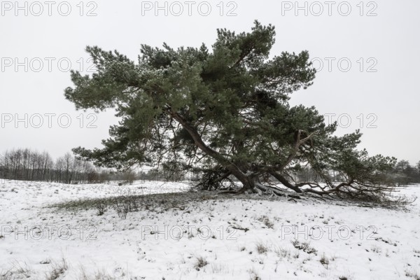 Old Scots pine (Pinus sylvestris), Emsland, Lower Saxony, Germany
