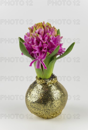 Pink hyacinth in a gold glittering vase on a white background, Hyacinth (Hyacinthus)