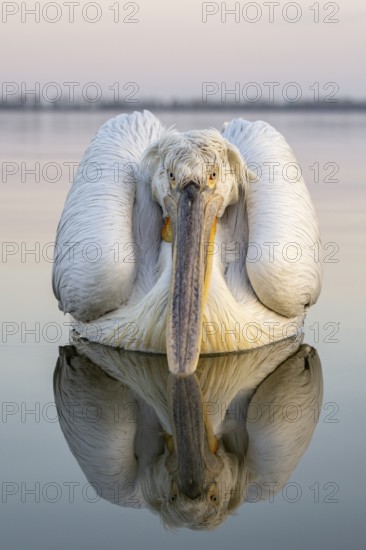 Dalmatian Pelican (Pelecanus crispus), Dalmatian Pelican, swimming, morning mood, close up, frontal, in splendour, Lake Kerkini, Greece