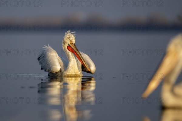 Dalmatian Pelican (Pelecanus crispus), Dalmatian Pelican, swimming, morning light, in its plumage, Lake Kerkini, Greece