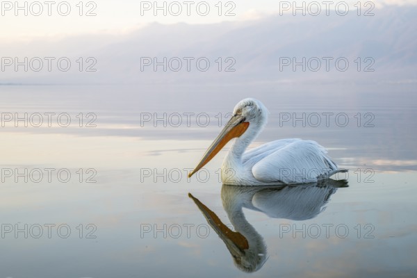 Dalmatian Pelican (Pelecanus crispus), Dalmatian Pelican, swimming, morning mood, in splendour, Lake Kerkini, Greece