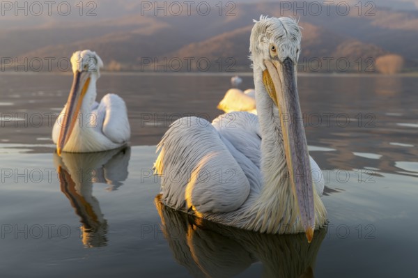 Dalmatian Pelican (Pelecanus crispus), Dalmatian Pelican, swimming, morning mood, wide-angle shot, in splendour, Lake Kerkini, Greece