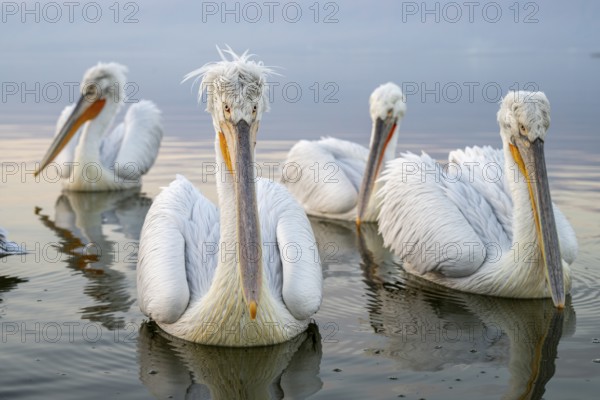 Four Dalmatian pelicans (Pelecanus crispus), Dalmatian pelican, swimming, morning mood, in splendour, wide-angle shot, Lake Kerkini, Greece