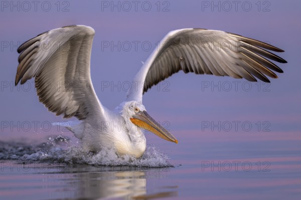 Dalmatian Pelican (Pelecanus crispus), Dalmatian Pelican, landing, morning mood, close up, in splendour, Lake Kerkini, Greece