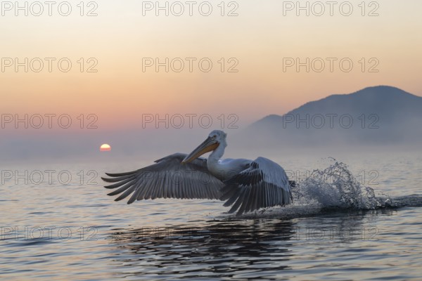 Dalmatian Pelican (Pelecanus crispus), Dalmatian Pelican, flying, morning mood, in splendour, Lake Kerkini, Greece