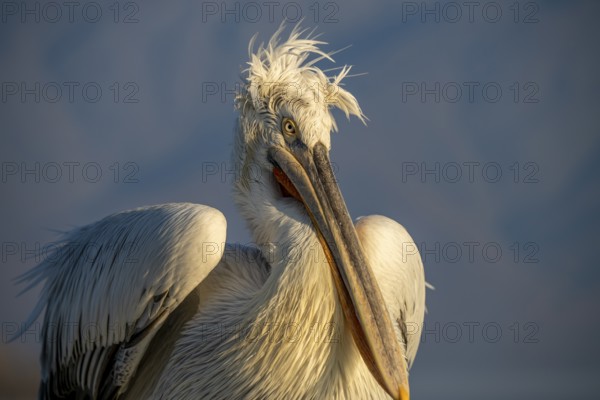 Dalmatian Pelican (Pelecanus crispus), Dalmatian Pelican, morning mood, close up, Lake Kerkini, Greece