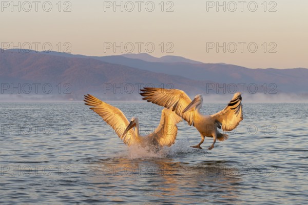 Two Dalmatian pelicans (Pelecanus crispus), Dalmatian pelican, approaching, morning mood, in splendour, Lake Kerkini, Greece