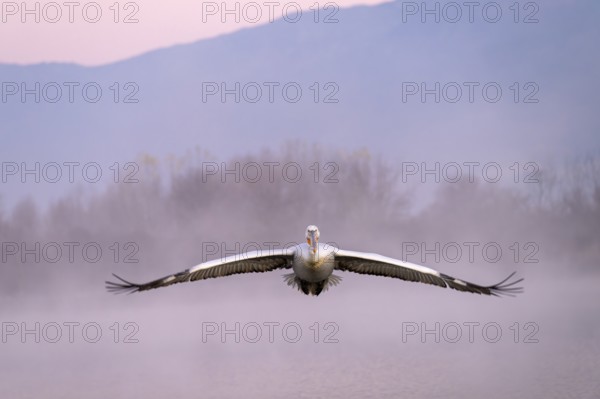 Dalmatian Pelican (Pelecanus crispus), Dalmatian Pelican, flying, morning mood, fog, in splendour, Lake Kerkini, Greece