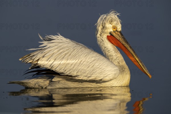 Dalmatian Pelican (Pelecanus crispus), Dalmatian Pelican, swimming, sideways, morning light, in splendour, Lake Kerkini, Greece