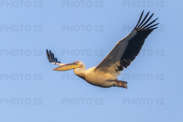 Pink pelican (Pelecanus onocrotalus), flying, Danube Delta, Romania