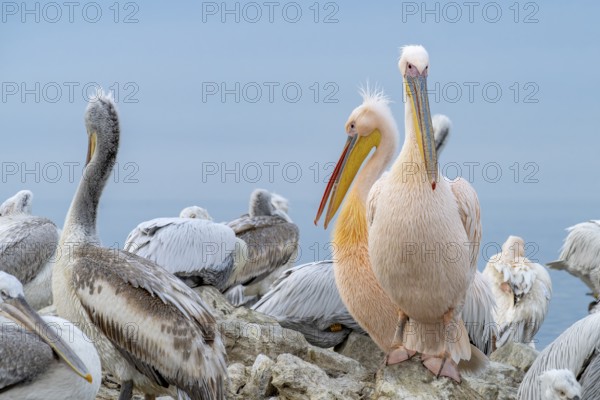 Dalmatian Pelican (Pelecanus crispus), Dalmatian Pelican and Pink Pelican (Pelecanus onocrotalus), resting, close up, in their plumage, Lake Kerkini, Greece