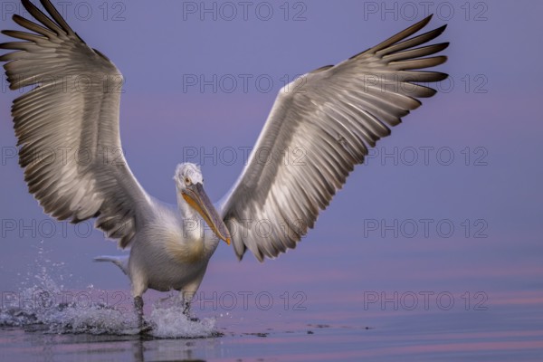 Dalmatian Pelican (Pelecanus crispus), Dalmatian Pelican, flying, morning mood, close up, in splendour, Lake Kerkini, Greece
