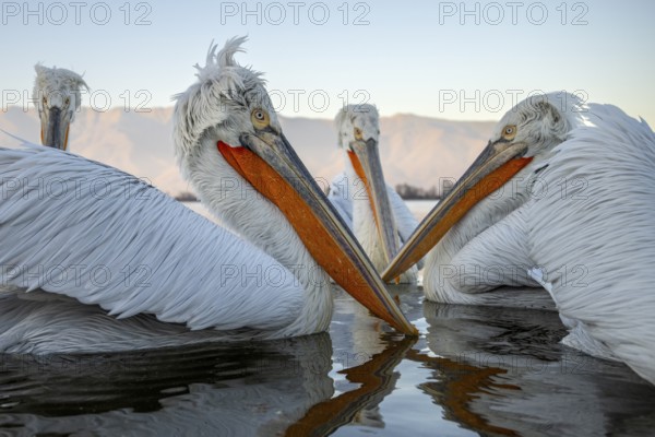 Four Dalmatian pelicans (Pelecanus crispus), Dalmatian pelican, swimming, morning mood, wide-angle shot, sunrise, in splendour, Lake Kerkini, Greece