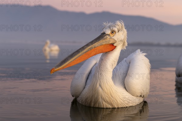 Dalmatian Pelican (Pelecanus crispus), Dalmatian Pelican, swimming, morning mood, wide-angle shot, in splendour, Lake Kerkini, Greece