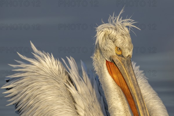 Dalmatian Pelican (Pelecanus crispus), Dalmatian Pelican, swimming, close up, morning light, in splendour, Lake Kerkini, Greece