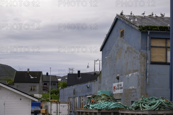 Industrial building Fishing building for processing king crabs (Paralithodes camtschaticus) with birds on the roof under a cloudy sky, Berlevåg, Finnmark, Norway