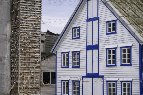 A traditional building with blue and white accents and a striking façade is seen next to an artificial bird cliff for kittiwakes (Rissa tridactyla) in the old fishing harbour of Berlevag, Berlevåg, Finnmark, Norway