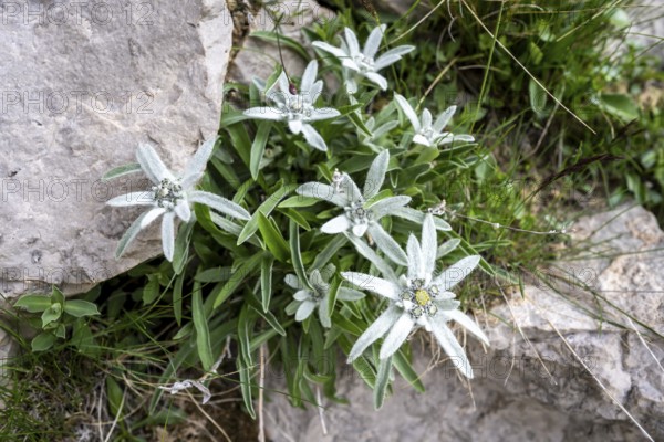 Alpine edelweiss (Leontopodium nivale) growing between rocks, Brenta Mountains, Trentino, Italy