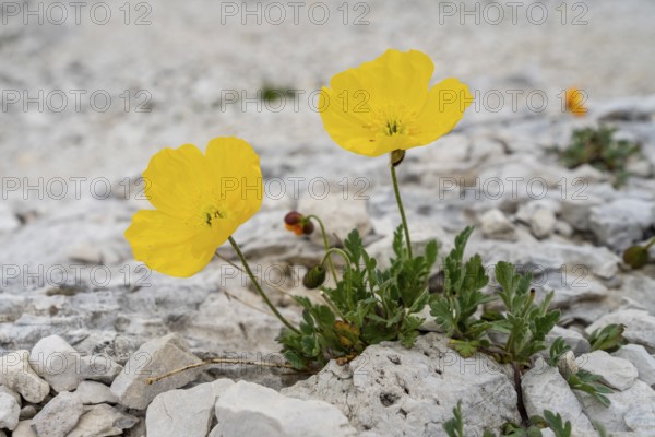 Yellow alpine poppy (Papaver alpinum) growing between stones, Brenta Mountains, Trentino, Italy