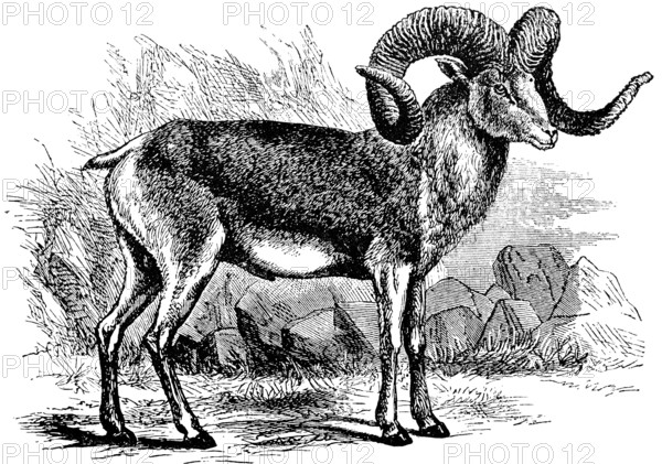 The big ship of Pamir, Marco Polo's sheep, ram with big twisted horns, outdoors, stones, grass, historical illustration 19th century