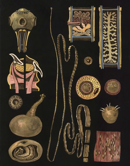 Scientific illustration with details, pork tapeworm, Taenia solium, school picture, authentic reproduction of a school mural, around 1909, based on an original by Gottlieb von Koch, exact date unknown, historical