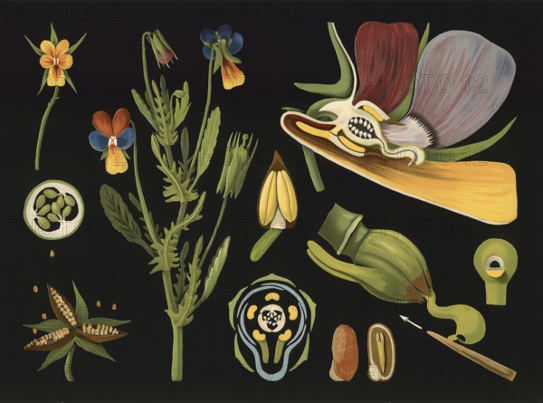 Scientific illustration with details, pansies, viola tricolor, school picture, authentic reproduction of a school mural, around 1909, based on an original by Gottlieb von Koch, exact date unknown, historical