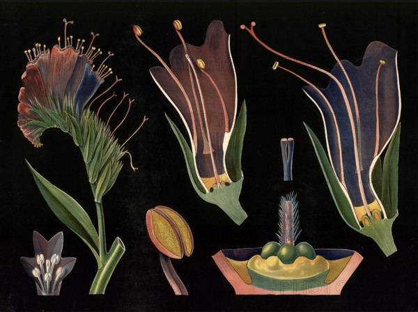 Scientific illustration with details, snake head, Echium vulgare, school picture, authentic reproduction of a school mural, around 1909, based on an original by Gottlieb von Koch, exact date unknown, historical