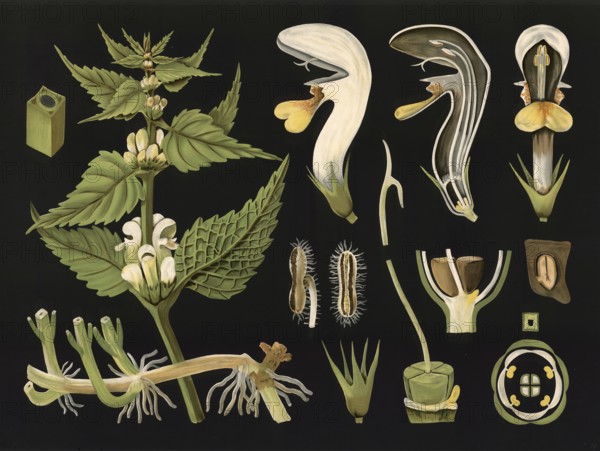 Scientific illustration with details, white deaf nettle, Lamium album, school picture, authentic reproduction of a school mural, around 1909, based on an original by Gottlieb von Koch, exact date unknown, historical