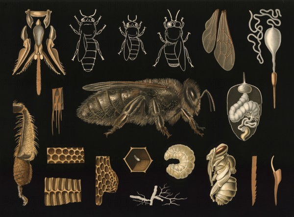 Scientific illustration with details, honeybee, Apis mellifera, school picture, authentic reproduction of a school mural, around 1909, based on an original by Gottlieb von Koch, exact date unknown, historical