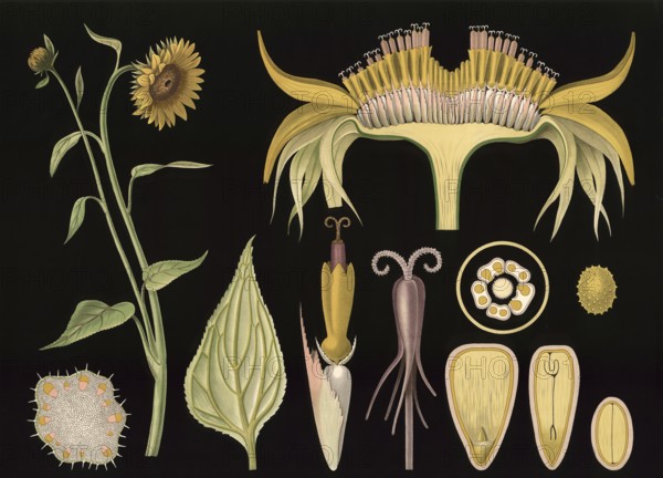 Scientific illustration with details, sunflower, Helianthus annuus, school picture, authentic reproduction of a school mural, around 1909, based on an original by Gottlieb von Koch, exact date unknown, historical