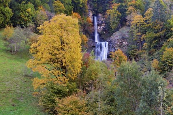 Autumn-coloured sycamore maple (Acer pseudo plantanus), at the Diesbach waterfall, Canton Glarus, Switzerland