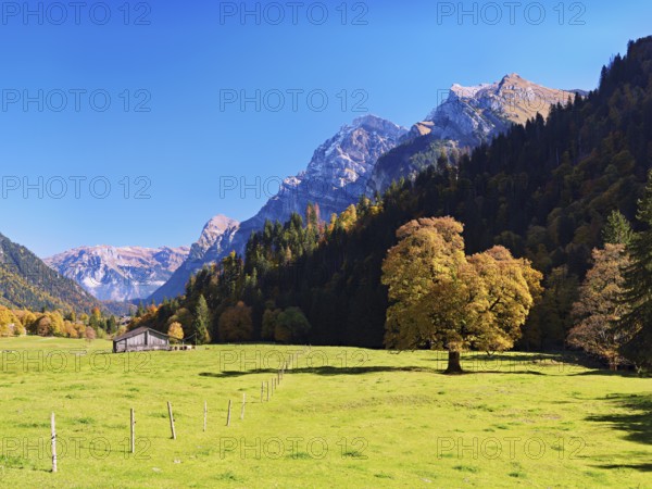Autumn-coloured sycamore maple (Acer pseudo plantanus), against a mountain backdrop, Canton Glarus, Switzerland