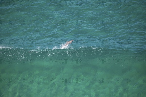 Day time view of dolphin jumping with waves near Byron Bay light house, New South Wales, Australia