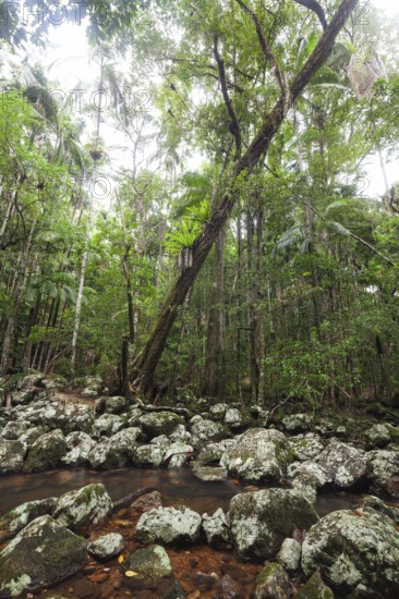 Ancient subtropical Gondwana rainforest with strangler fig at Repentance Creek, Minyon Falls track, New South Wales, Australia