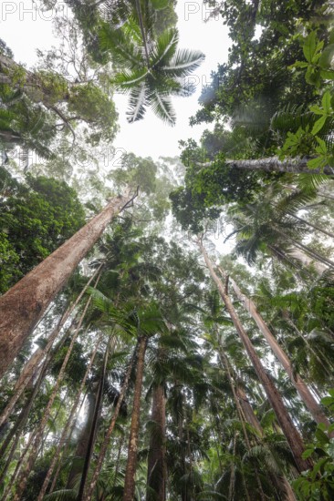 Upward view into ancient Gondwana forest canopy at Minyon Falls track, Lismore, Nightcap National Park, New South Wales, Australia