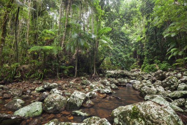 Creek flows through ancient subtropical Gondwana forest at Repentance Creek on Minyon Falls track, New South Wales, Australia
