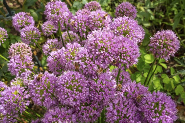 Bees on flowering ornamental leeks (Allium) in a garden