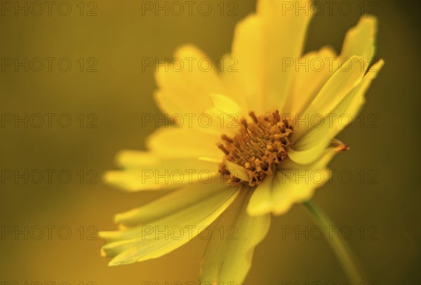 Single yellow flower, girl's eye (Coreopsis grandiflora, variety Full Moon)